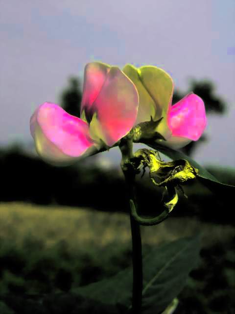 噶逗花