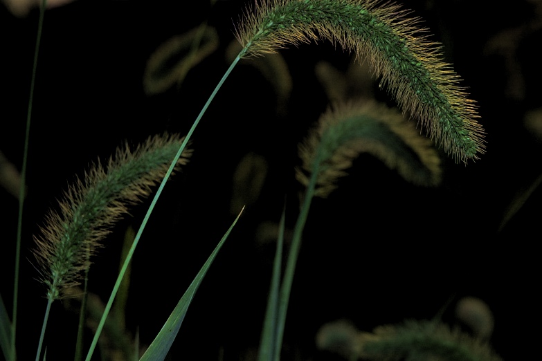 马尾草