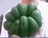 这样子不错吧