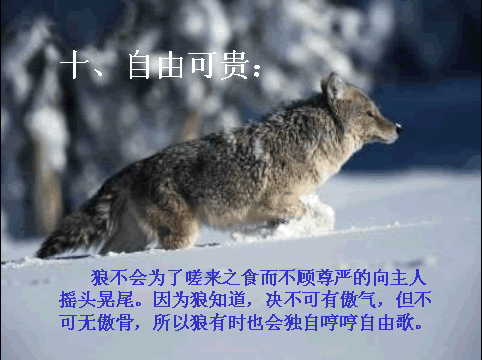 唯美贴图 （不断更新）