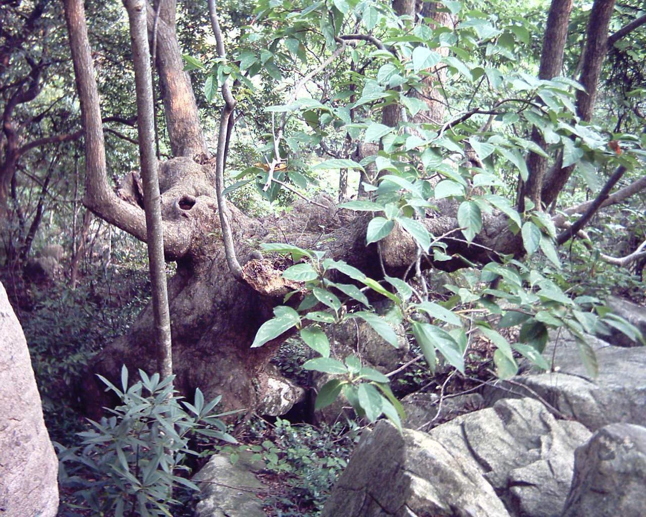 [求助]我也来求助一种植物，谁知道这是什么植物？