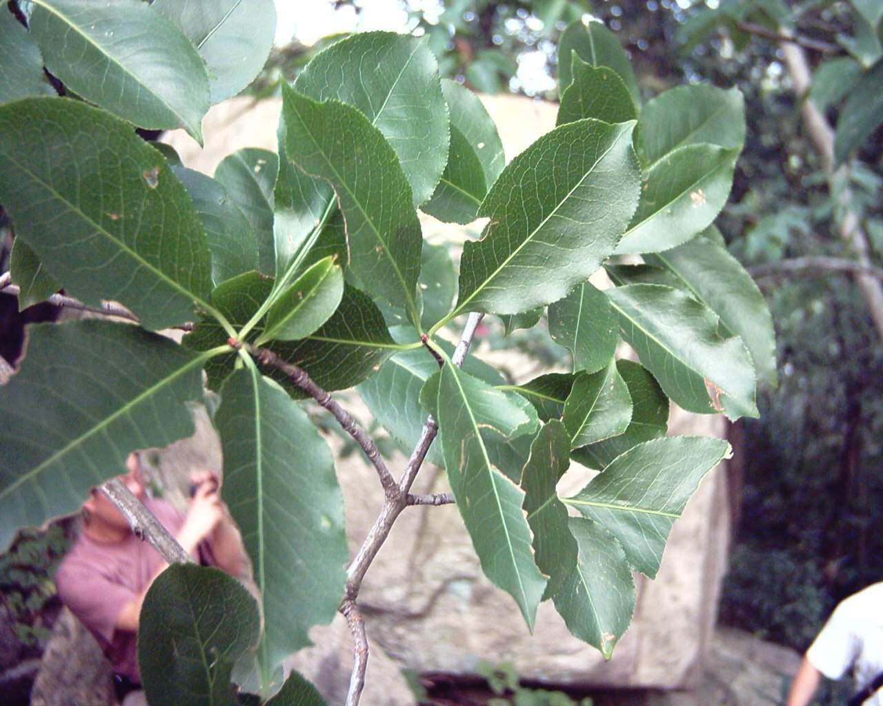 [求助]我也来求助一种植物，谁知道这是什么植物？