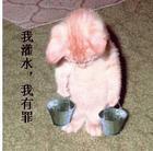 九遮如画