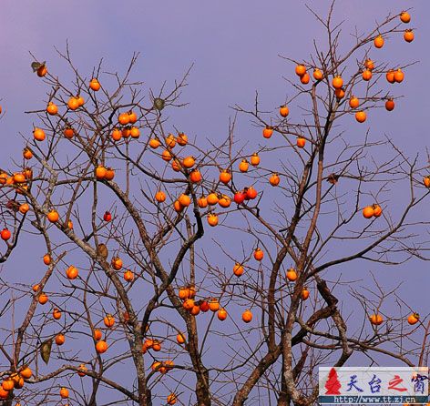 唐诗之路-柿子