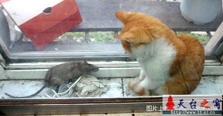 对严重失职的猫猫进行实拍