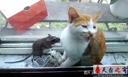 对严重失职的猫猫进行实拍