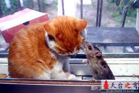对严重失职的猫猫进行实拍