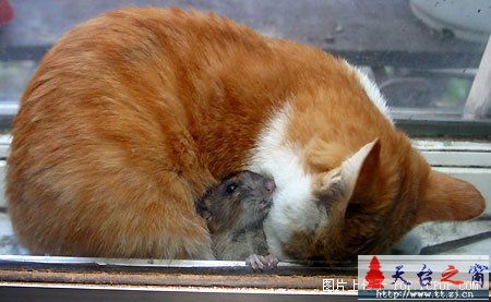 对严重失职的猫猫进行实拍