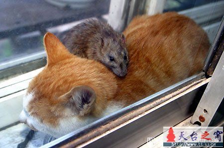 对严重失职的猫猫进行实拍