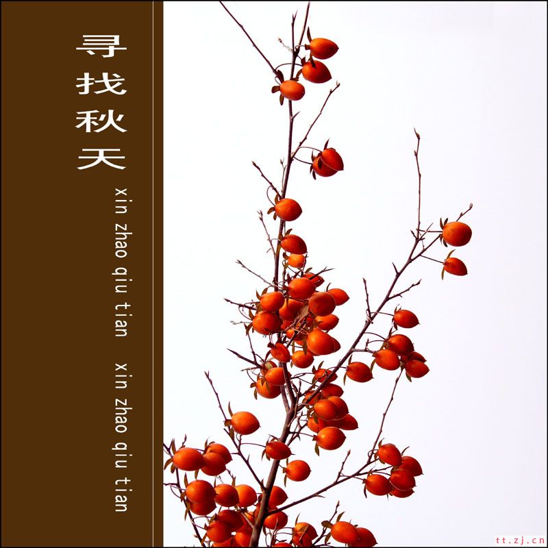 寻找秋天