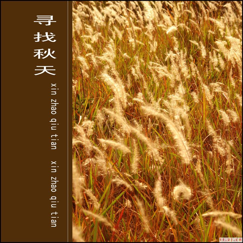 寻找秋天