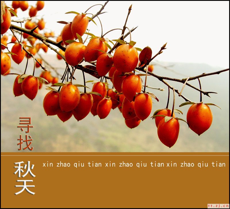 寻找秋天