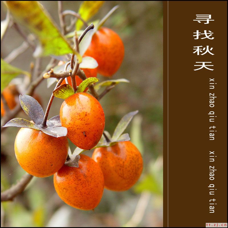 寻找秋天