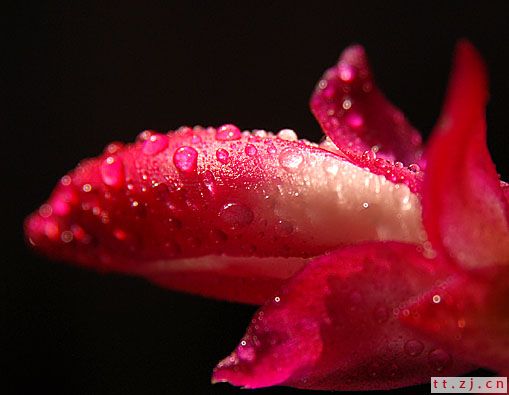 ＜花蕾＞