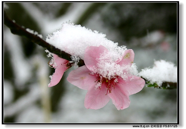 雪压桃花