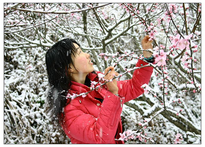 雪压桃花