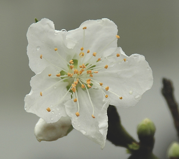 桃花啊