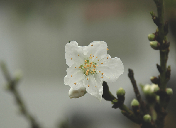 桃花啊