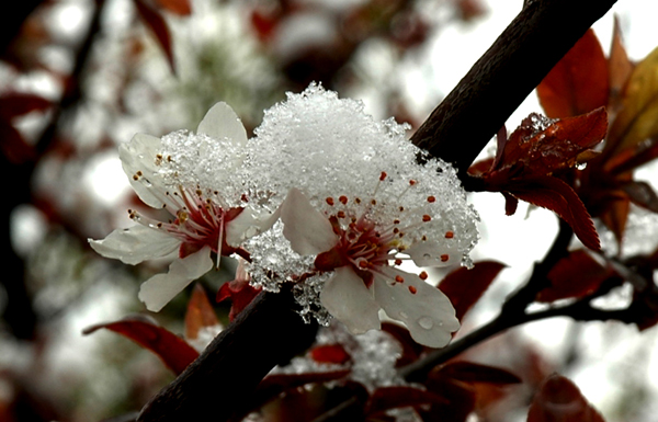 好不容易找到的几粒雪