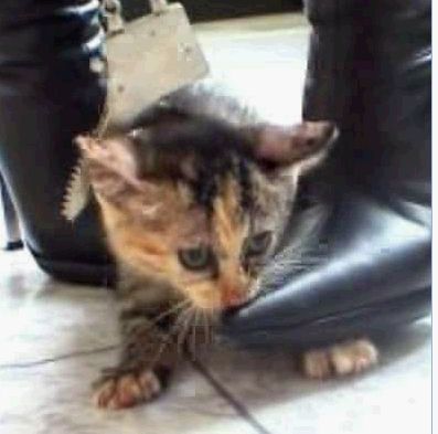 触目惊心，网上再度惊暴女人高跟鞋踩猫事件！