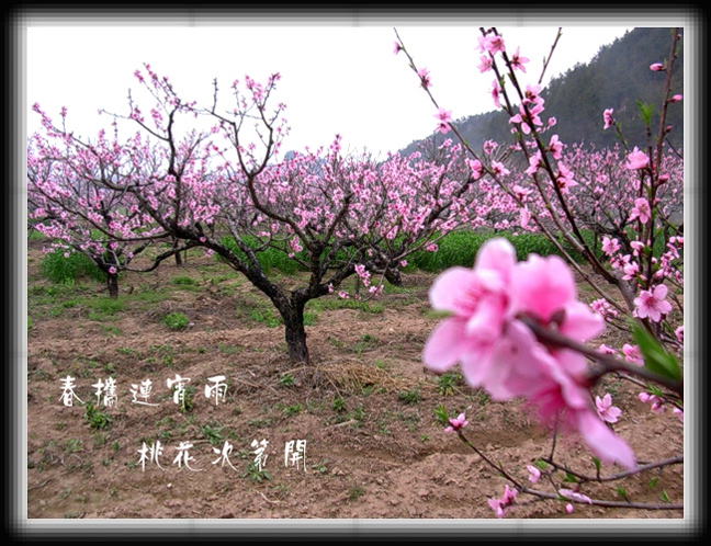 笑春风