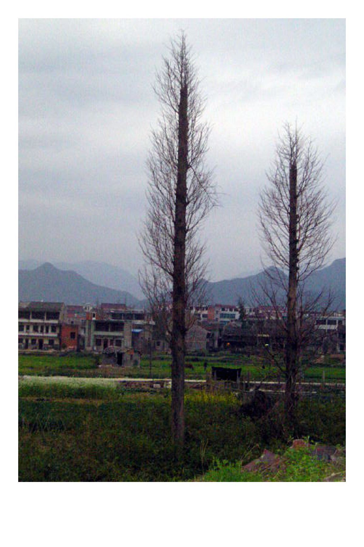 植物系-组图