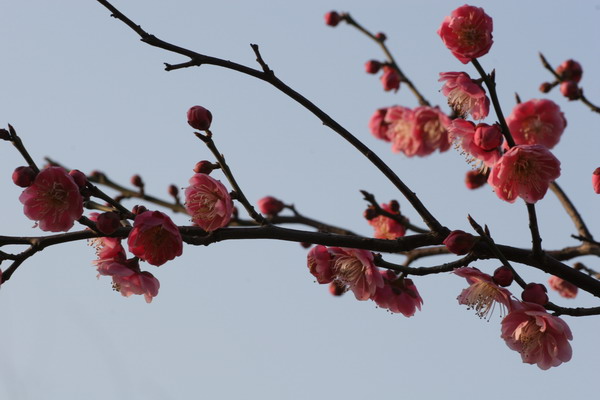 [原创]花
