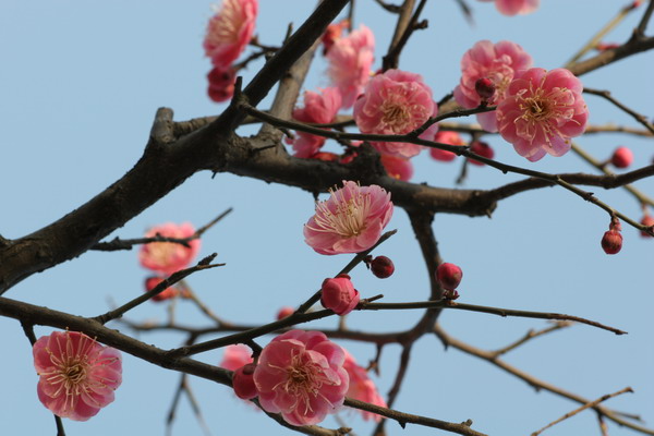 [原创]花