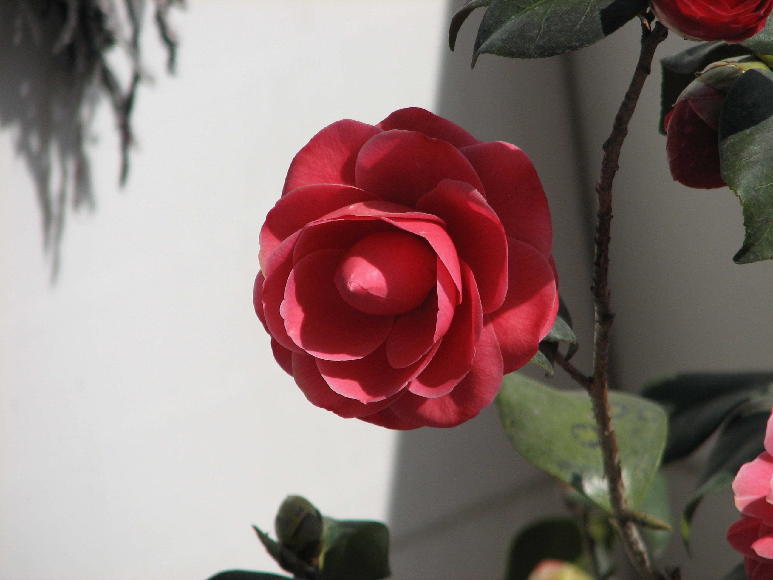 [贴图]3月26拍的花