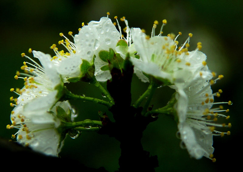 梨花带雨，我见犹怜