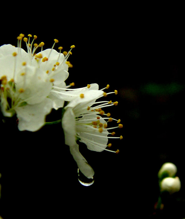 梨花带雨，我见犹怜