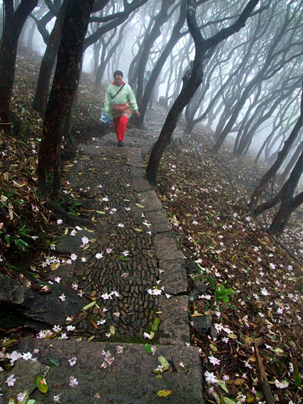 天台山华顶杜鹃吸引着摄影家经常来采风