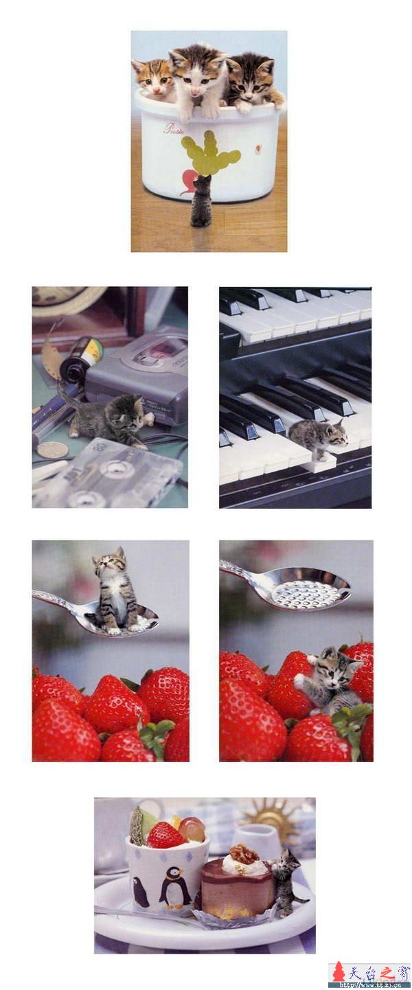 竟有这么小的猫咪！
