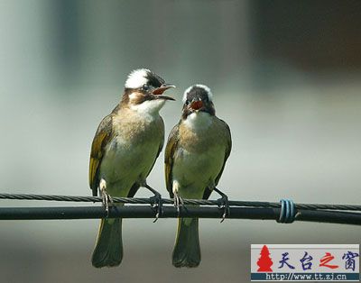 最近拍了大量鸟片，整理了一些发上来先．
