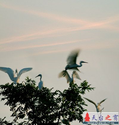 还是白鹭