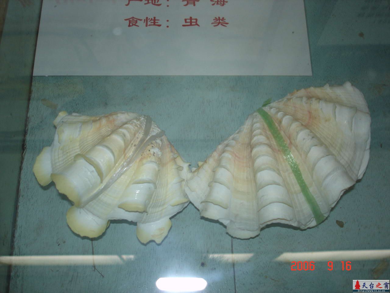 濒临灭绝动物展五