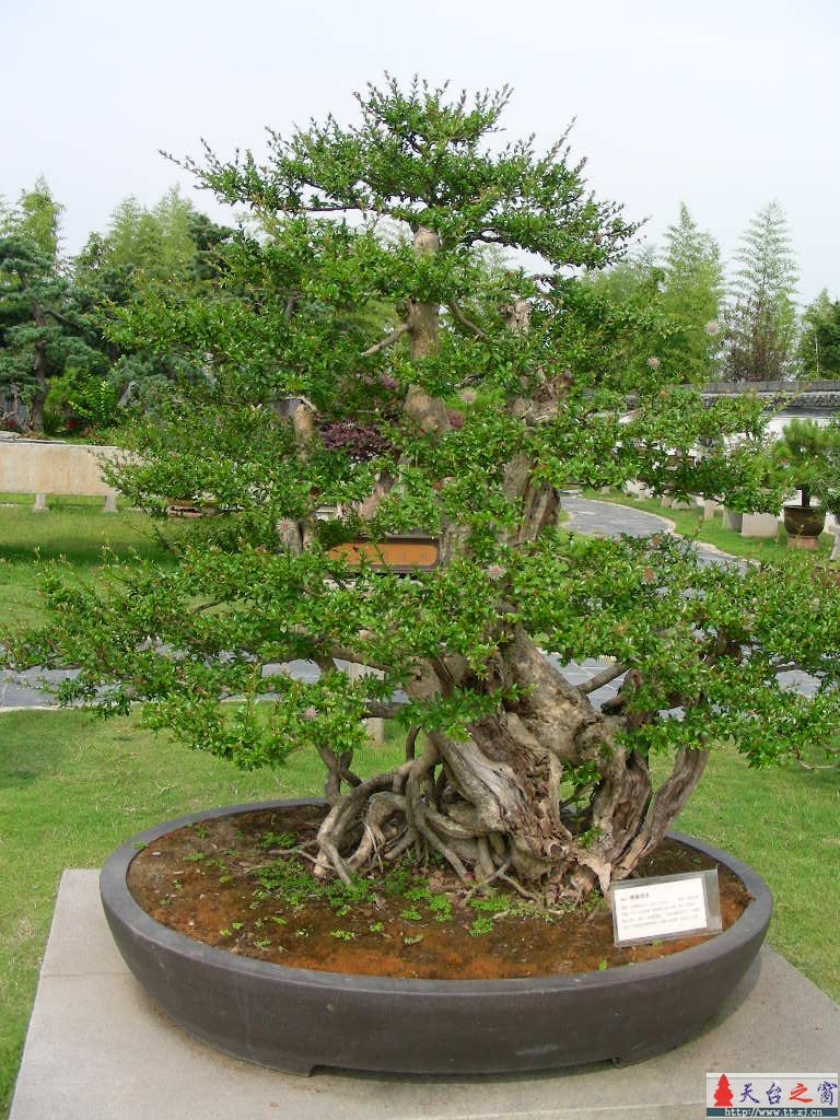 盆  景