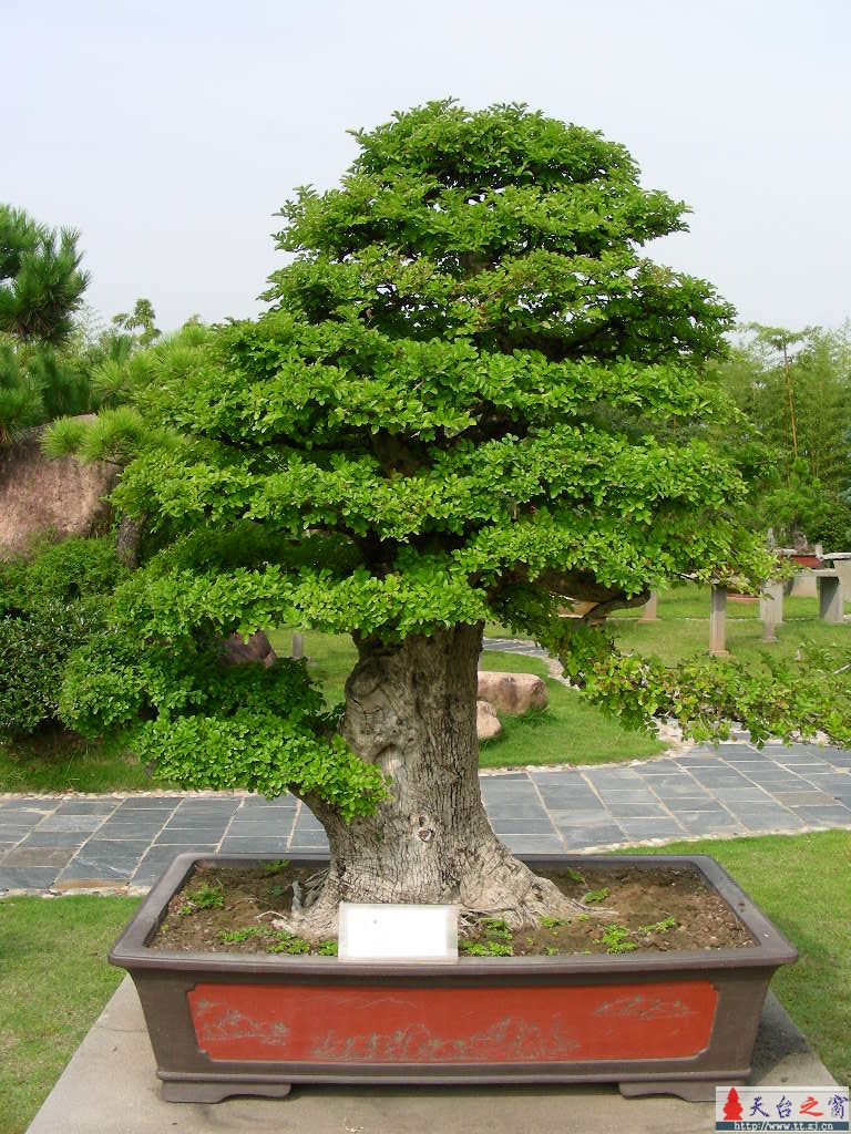 盆  景