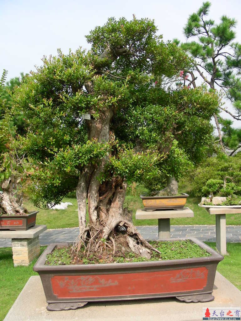 盆  景