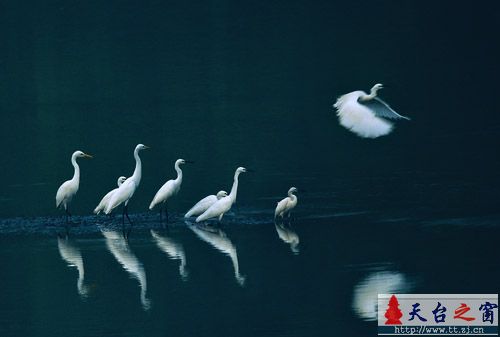 白鹭