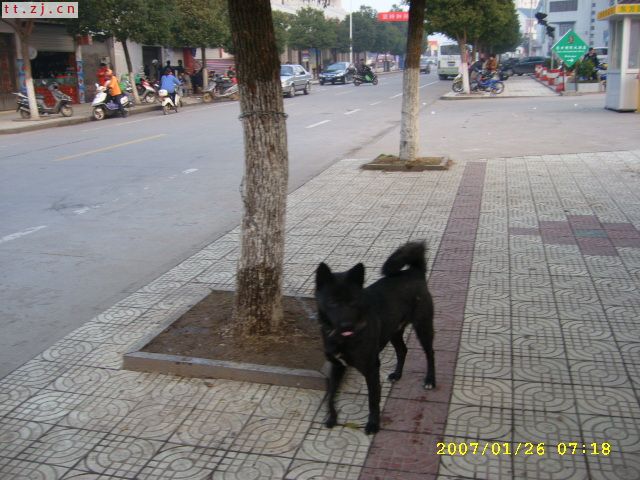 天台街上的狗