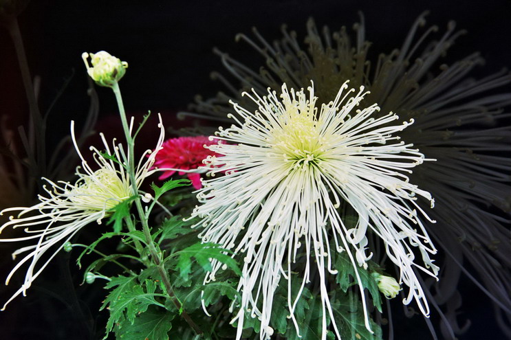 菊    花   赋