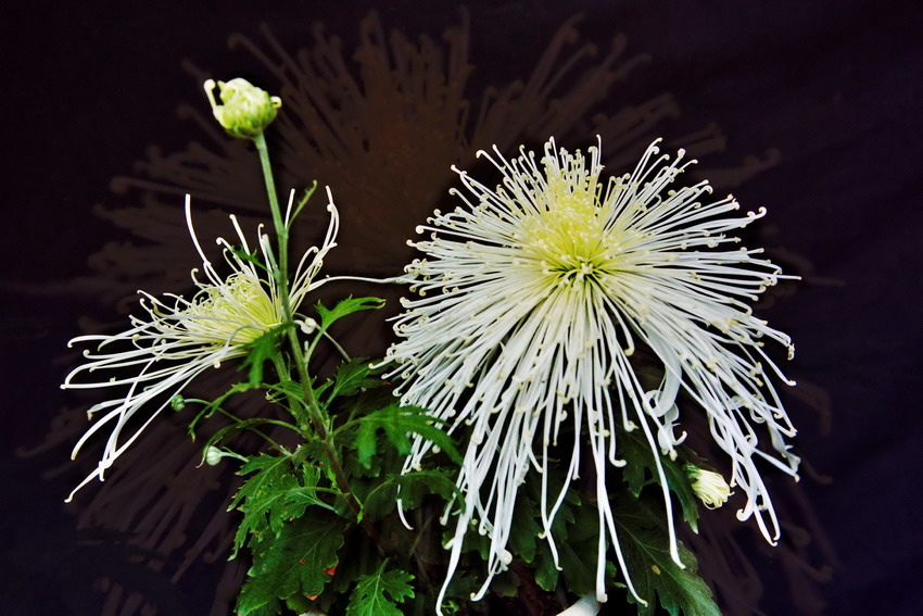 菊    花   赋