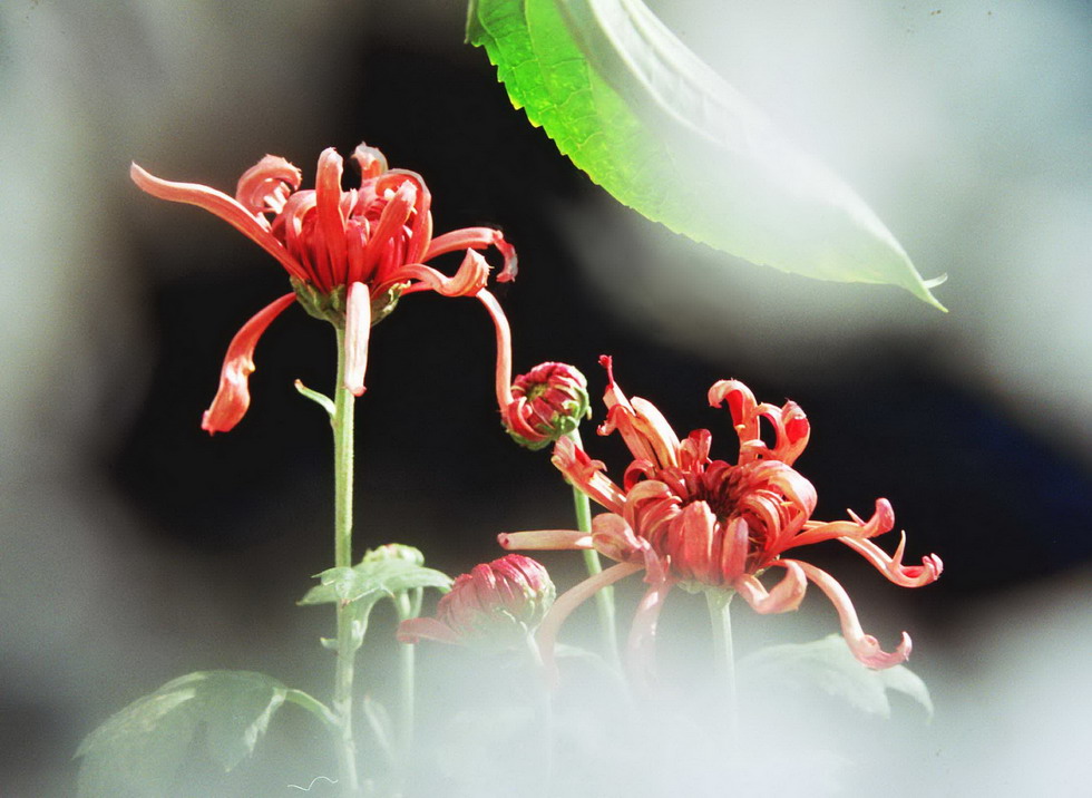 菊    花   赋