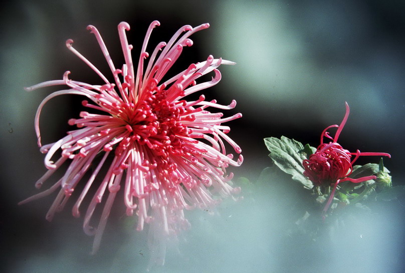 菊    花   赋