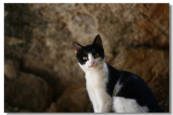 最爱多多猫