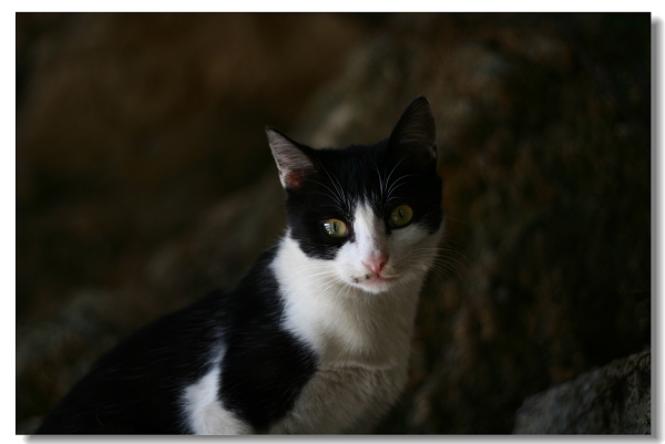 最爱多多猫