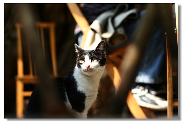 最爱多多猫