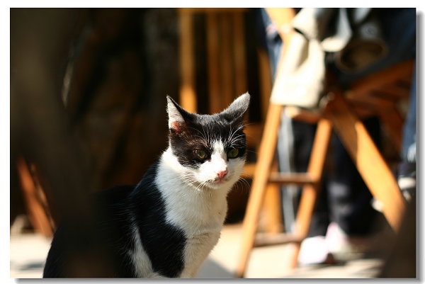 最爱多多猫