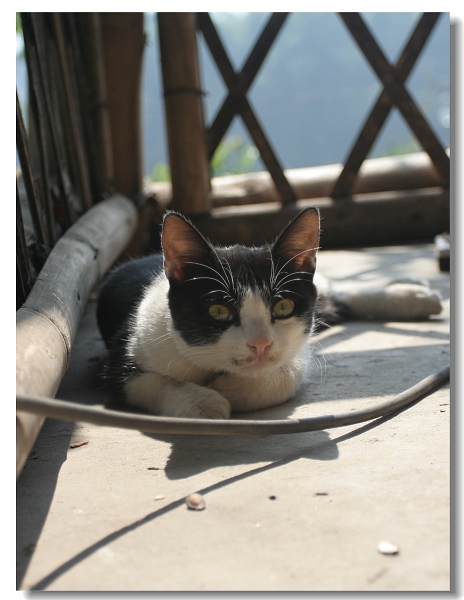 最爱多多猫